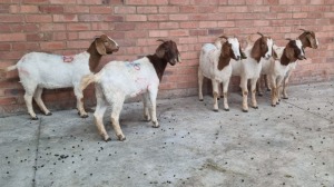 6x BOERGOAT OOI/EWE MADEVU FARMING (Pay per Animal)