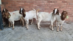 5x BOERGOAT OOI/EWE MADEVU FARMING (Pay per Animal)