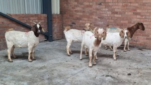 5x BOERGOAT OOI/EWE MADEVU FARMING (Pay per Animal)