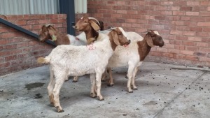 5x BOERGOAT OOI/EWE MADEVU FARMING (Pay per Animal)