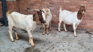 3x BOERGOAT OOI/EWE MADEVU FARMING (Pay per Animal)