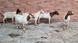 5x BOERGOAT OOI/EWE MADEVU FARMING (Pay per Animal)