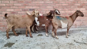 4x BOERGOAT OOI/EWE MADEVU FARMING (Pay per Animal)