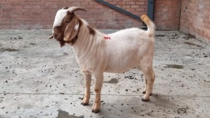 1x BOERGOAT RAM MADEVU FARMING