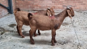 2x KALAHARI RED OOI/EWE RB ELLERBECK (Pay per Animal)