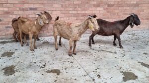 4x KALAHARI RED OOI/EWE RB ELLERBECK (Pay per Animal)