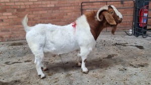 1x BOERGOAT RAM IG STEENEKAMP