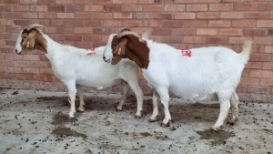 2x BOERGOAT OOI/EWE IG STEENEKAMP (Pay per Animal)