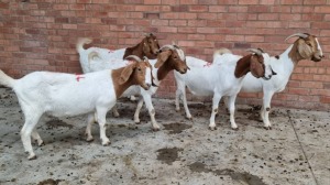 5x BOERGOAT OOI/EWE IG STEENEKAMP (Pay per Animal)