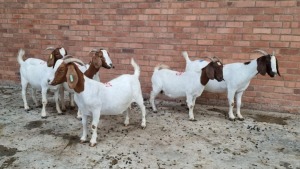 5x BOERGOAT OOI/EWE IG STEENEKAMP (Pay per Animal)