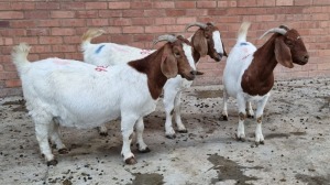 3x BOERGOAT OOI/EWE IG STEENEKAMP (Pay per Animal)