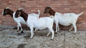 3x BOERGOAT OOI/EWE IG STEENEKAMP (Pay per Animal)