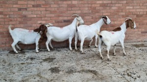 4x BOERGOAT OOI/EWE IG STEENEKAMP (Pay per Animal)