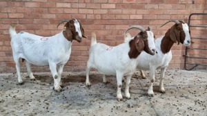 3x BOERGOAT OOI/EWE IG STEENEKAMP (Pay per Animal)