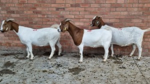 3x BOERGOAT OOI/EWE IG STEENEKAMP (Pay per Animal)