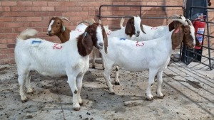 5x BOERGOAT OOI/EWE IG STEENEKAMP (Pay per Animal)