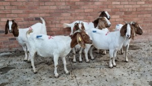 7x BOERGOAT OOI/EWE IG STEENEKAMP (Pay per Animal)