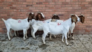 5x BOERGOAT OOI/EWE IG STEENEKAMP (Pay per Animal)