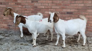 3x BOERGOAT OOI/EWE IG STEENEKAMP (Pay per Animal)