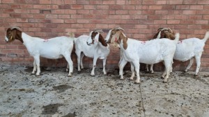 5x BOERGOAT OOI/EWE IG STEENEKAMP (Pay per Animal)