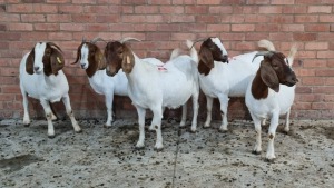 5x BOERGOAT OOI/EWE IG STEENEKAMP (Pay per Animal)