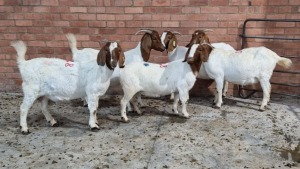 5x BOERGOAT OOI/EWE IG STEENEKAMP (Pay per Animal)