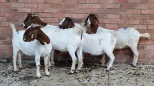 5x BOERGOAT OOI/EWE IG STEENEKAMP (Pay per Animal)