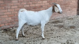 1x BOERGOAT OOI/EWE IG STEENEKAMP (Pay per Animal)