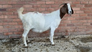 1x BOERGOAT OOI/EWE IG STEENEKAMP (Pay per Animal)