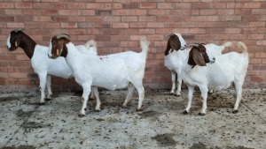 4x BOERGOAT OOI/EWE IG STEENEKAMP (Pay per Animal)