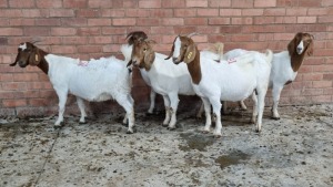 5x BOERGOAT OOI/EWE IG STEENEKAMP (Pay per Animal)