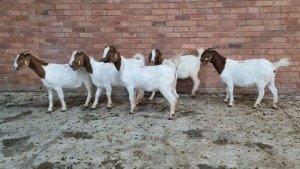 5x BOERGOAT OOI/EWE IG STEENEKAMP (Pay per Animal)