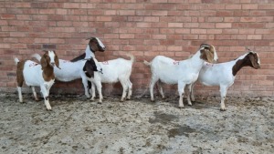 5x BOERGOAT OOI/EWE IG STEENEKAMP (Pay per Animal)