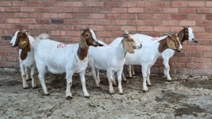 5x BOERGOAT OOI/EWE IG STEENEKAMP (Pay per Animal)