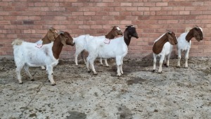 6x BOERGOAT OOI/EWE IG STEENEKAMP (Pay per Animal)