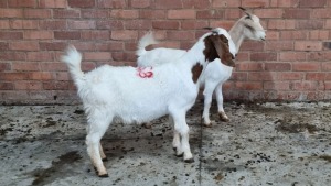 2x BOERGOAT OOI/EWE IG STEENEKAMP (Pay per Animal)