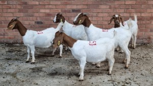 5x BOERGOAT OOI/EWE IG STEENEKAMP (Pay per Animal)