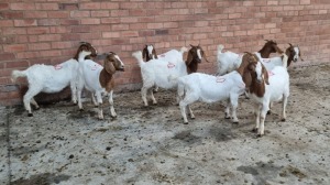 8x BOERGOAT OOI/EWE IG STEENEKAMP (Pay per Animal)