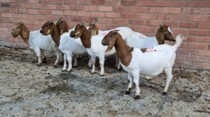 8x BOERGOAT OOI/EWE IG STEENEKAMP (Pay per Animal)