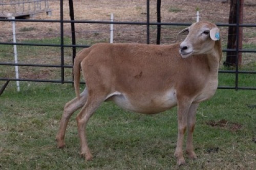 1X OOI/EWE B3 Genetics - Charles Freeme - 074 207 0007 (Highest Bidder may choose A, B or C of Lot round or take all - Pay per piece. Choice once per Lot round, Rest to take all)