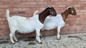 2x BOERGOAT OOI/EWE IG STEENEKAMP (Pay per Animal)