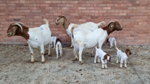 3+5x BOERGOAT OOI/EWE IG STEENEKAMP (Pay per Animal)