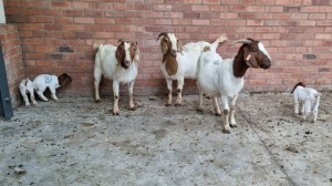 3+3x BOERGOAT OOI/EWE IG STEENEKAMP (Pay per Animal)