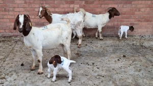 3+3x BOERGOAT OOI/EWE IG STEENEKAMP (Pay per Animal)