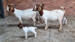 3+5x BOERGOAT OOI/EWE IG STEENEKAMP (Pay per Animal)