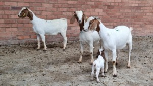 3+3x BOERGOAT OOI/EWE IG STEENEKAMP (Pay per Animal)