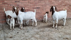 3+3x BOERGOAT OOI/EWE ISABELLE NELL (Pay per Animal)