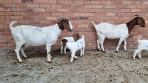 2+3x BOERGOAT OOI/EWE ISABELLE NELL (Pay per Animal)