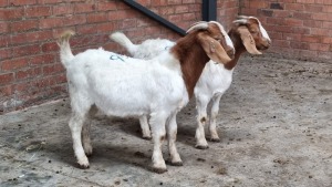 2x BOERGOAT RAM ISABELLE NELL (Pay per Animal)