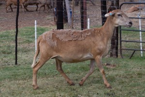 1X OOI/EWE B3 Genetics - Charles Freeme - 074 207 0007 (Highest Bidder may choose A, B or C of Lot round or take all - Pay per piece. Choice once per Lot round, Rest to take all)